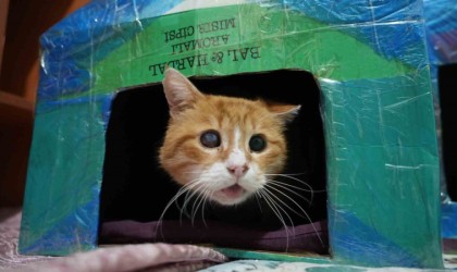 Gümüşhanede öğrenciler engelli kediler için kedi evi yaptı