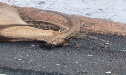 Gümüşhanede otomobilin çarptığı koruma altındaki yaban keçisi telef oldu