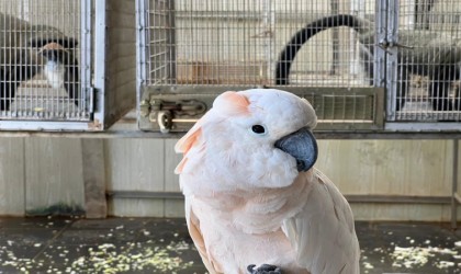 İstanbul Havalimanında bulunan yavru gorilin şüpheli kaçakçısına Taylandda baskın