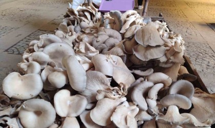 İstiridye mantarı geçim kaynağı oldu