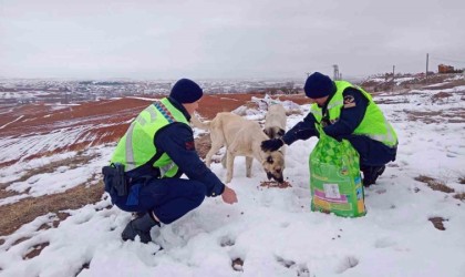 Jandarma ekiplerinden yaban ve sokak hayvanlarına şefkat eli