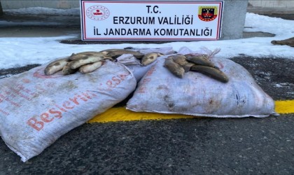 Jandarma kaçak balık avcılarını yakaladı