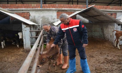 Jersey projesiyle süt üretimi ve hayvansal üretimden elde edilen gelir arttı