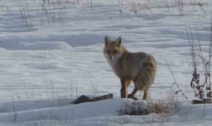 Kar üstünde yiyecek arayan tilki görüntülendi