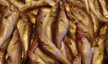 Karadenizde mezgit bereketi