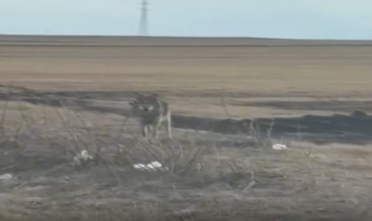 Karsta yol kenarına inen kurt kamerada