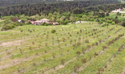 Kastamonuda 5 bin 454 ton ceviz hasat edildi