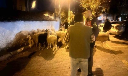Kayıp koyunları jandarma dere yatağında buldu