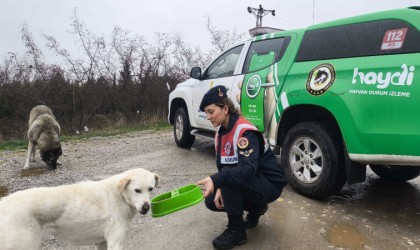 Kırklarelinde jandarma ekipleri sokak hayvanların unutmadı