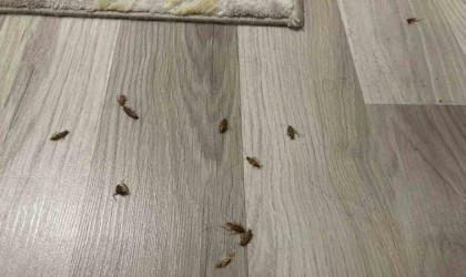 Kış mevsiminde şehrin göbeğindeki evleri böcekler sardı