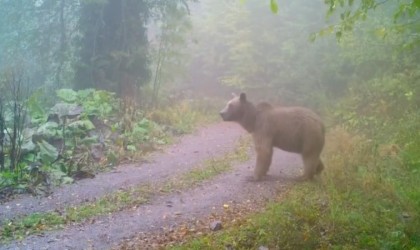 Kış uykusuna yatamayan ayı ormanlarda görüntülendi
