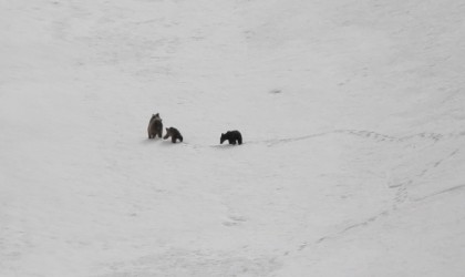Kış uykusuna yatmayan ayılar Erzincanda görüntülendi