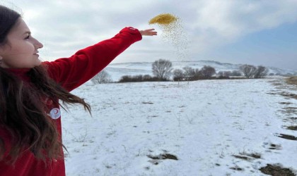Kızılay gönüllüleri, Ağrıda soğukalrda kuşları unutmadı