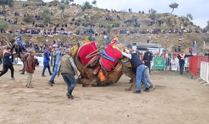 Koçarlıda develer arenaya indi, şampiyonluk için güreşti
