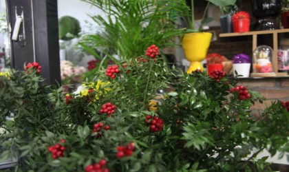 Konyada çiçekçilerde kokina hazırlığı