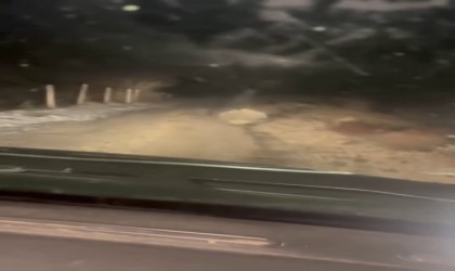 Koruma altındaki oklu kirpi Elazığda görüntülendi