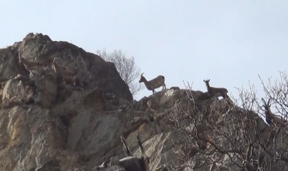 Koruma altındaki yaban keçileri, Tuncelide görüntülendi