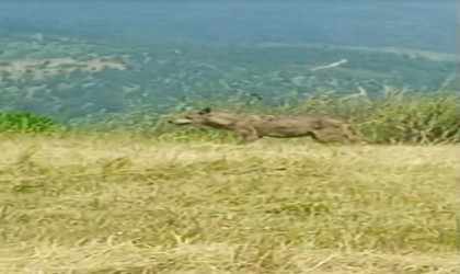 Köylülerin Canavar dediği iri kurt kameralara yakalandı