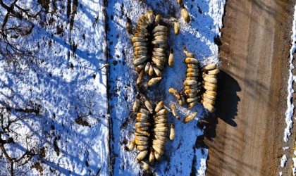 Küçükbaş hayvan yetiştiricilerin zorlu kış mesaisi