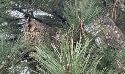 Kulaklı orman baykuşu yıllardır ailesiyle mesken tuttuğu ağaçta yaşıyor