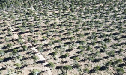 Kütahya ormanlarında gençleştirme çalışmaları