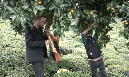 Mandalinayı kemençe eşliğinde hasat ettiler