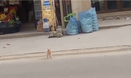 Mardinde kedi market önündeki simidi çaldı