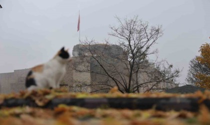 Medeniyetler beşiği Harputta kedili manzaralar