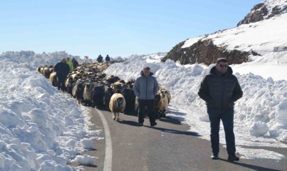 Muşta 2 bin koyun mahsur kaldı