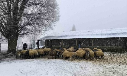 Muşta besiciler kar yağışı altında zorlu mücadele veriyor
