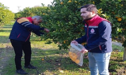 Narenciyede numune alımları sürüyor