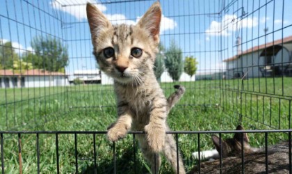 Odunpazarı Belediyesi 2024 yılında 302 can dostu yeni yuvasına kavuşturdu