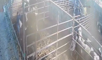 Öfkeli boğa sahibine acımadı