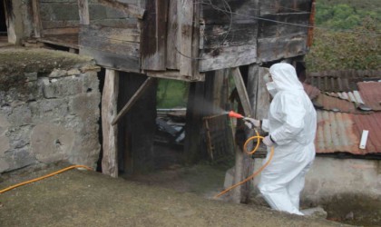 Orduda kahverengi kokarcaya karşı 70 binden fazla kışlak ilaçlandı