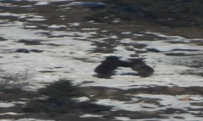 Oyun oynayan iki ayının görüntüsü izleyenleri gülümsetti