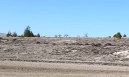 (ÖZEL) Köye inen domuz sürüsü ilginç görüntüler oluşturdu