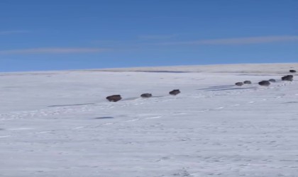 Patnosta domuz sürüsü görüntülendi