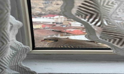 Penceresine kınalı Keklik Kondu