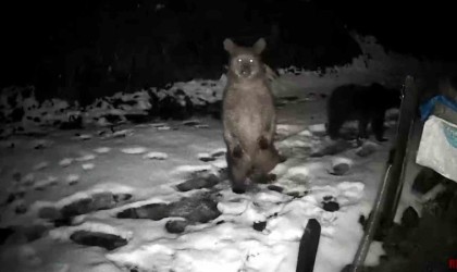 Rizede arı kovanlarına musallat olan ayılar ‘Elektro Şoklu Çit Sistemi engelini aşamadı