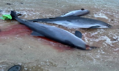Rusyanın Karadeniz kıyısında 19 yunus ölü bulundu