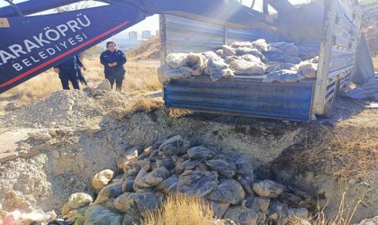 Şanlıurfada bozuk 4 ton sakatat imha edildi