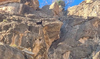 Siirtte mahsur kalan keçi kurtarıldı