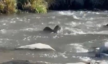 Şırnakta nesli tehlike altında olan su samuru görüldü