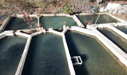 Şırnakta yılda 25 bin ton balık üretilip yurdun dört bir yanına gönderiliyor