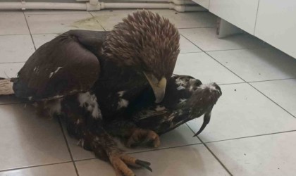 Sivasta bulunan yaralı kaya kartalı tedavi altına alındı