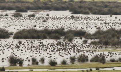 Su kuşu sayım eğitimi: 71 türden 98 bin kuş tespit edildi