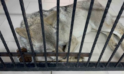 Tatvanda yaralı halde bulunan kurt tedavi altına alındı