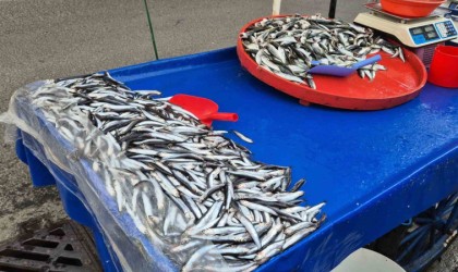 Tekirdağda hamsi 150 lira, istavrit 100 lira