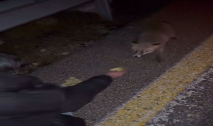 Tilkiyi cipsle besledi, o anları kayda aldı