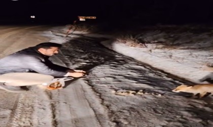 Tilkiyi eliyle besledi, o anları kayda aldı